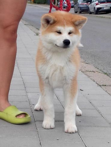 nemački ovčar: AKITA INU – VRHUNSKO FCI LEGLO | KUMA KAI KENNELS Odgajivačnica Kuma — 7