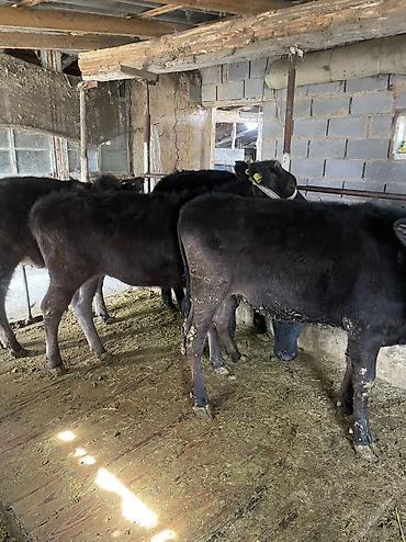 Коровы, быки: Продаю | Тёлка, Музоо, торпок — 4