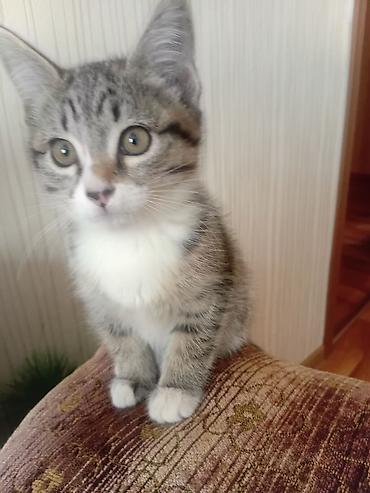 Отдам даром кошку: Котёнок: полосатый тигровый окрас с белой грудкой и белыми лапками — 1
