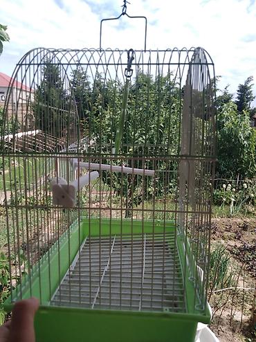 Quşlar: Salam quş yuvasidir üstündə gördüyünüz kimin melidə var — 4