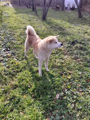 akita iti: Akita-inu, 2 il, Erkek, Peyvəndli, Ünvandan götürmə