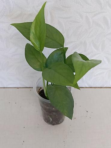 Эпипремнумы и сциндапсусы: Эпипремнумы разных сортов: Марбл Квин, Марбл Эпл, Голден, Глобал Грин at lalafo.kg — 8 Эпипремнумы и сциндапсусы: Эпипремнумы разных сортов: Марбл Квин, Марбл Эпл, Голден, Глобал Грин — 8