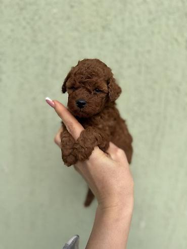 razne životinje: Stenci toy i mini pudle vrhunske genetike registrovana odgaivacnica — 5