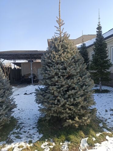 Декоративные деревья: Саженцы деревьев: Ели — 20