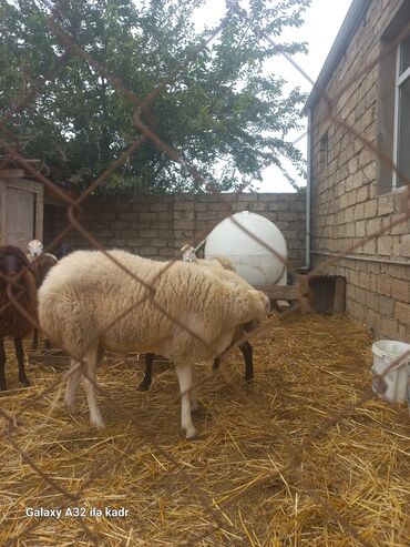 Qoyunlar, qoçlar: Qoyun sürüsü – yerli cinslərin qarışığı - Şəkillərdə kənd həyətində — 5