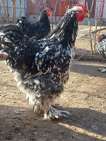 Товары и оборудование для с/х животных: Брудеры для цыплят. КЛЕТКА для цыплят. Цена 4800 сом. Размеры. длина — 16