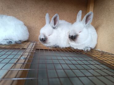 купить кролика в бишкеке: Продаются калифорнийские крольчата 1,5мес