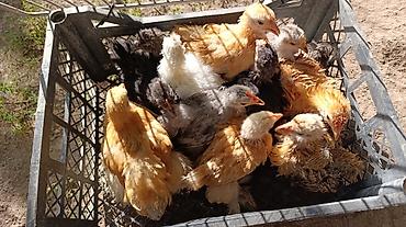 кой кисар: Продаю | Цыплята | Для разведения — 1