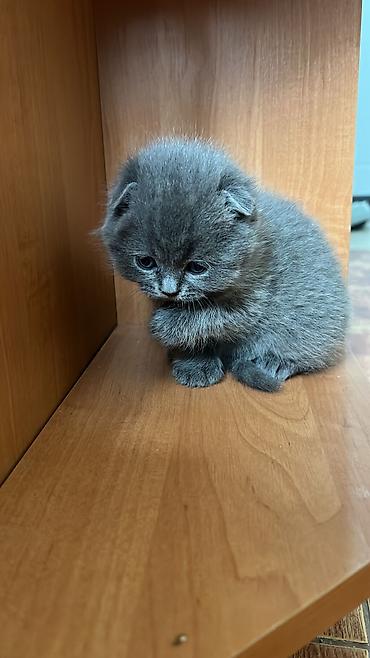 британцы котята: ПРОДАЮТСЯ - Британские короткошёрстные котята, окраса — 5
