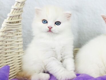 мейн кун бишкек 😺 питомник lyubushka 🐈 купить котенка 🐾 цена фото: Свободна девочка эксклюзив! От известного питомника во всем мире