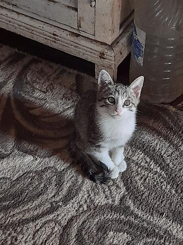 мышык сатылат ош: Котята, 3 месяца.Девочка и мальчик — 5