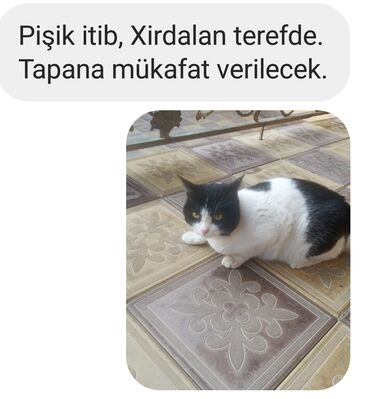 pisik otu in Azərbaycan | PIŞIKLƏR: Pişik itib. Xirdalan terefde