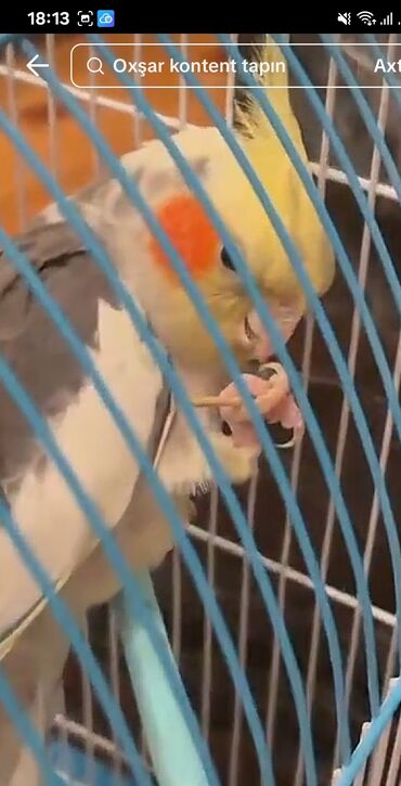 Tutuquşları: Məhsul: KORELLA tutuquşusu (Cockatiel) Təsvir: - Ağ-boz bədən rəngi — 3