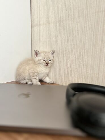 Pişiklər: Şinşilla -da lalafo.az — 5 Pişiklər: Şinşilla — 5