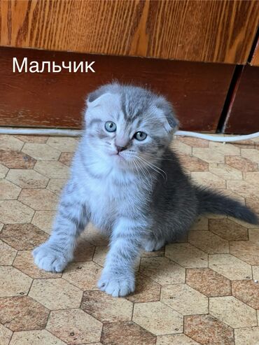 сибирская черно белая кошка: Скотиш Фолд (Шотландская вислоухая), 1 месяц, Мальчик, Серый, Приучена к лотку