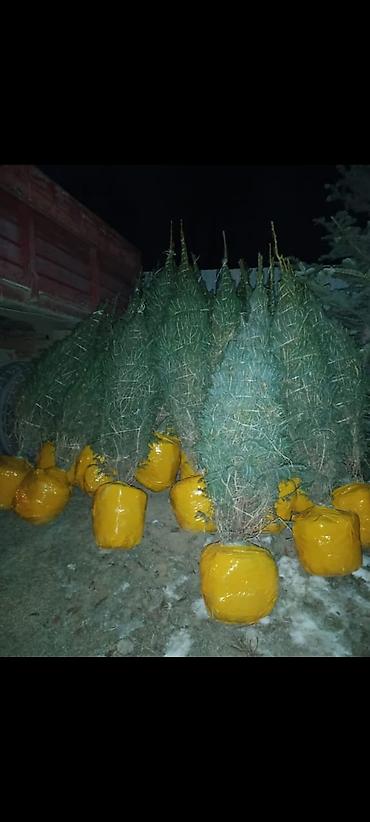 Другие товары для дома и сада: Голубой ель. Тянь-шаньский ель.береза,Пихта,Сосна, сатылат — 3