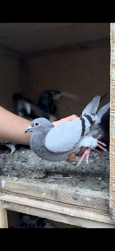 qu qusu satisi: Orginal yarış postaları 8 dənəsi qalıb — 4