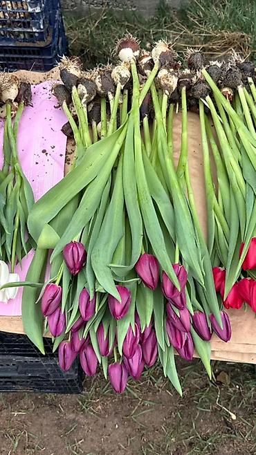 Букеты из живых цветов: Оптом и розницыбукеты тюльпанов - Состав: свежесрезанные тюльпаны — 23