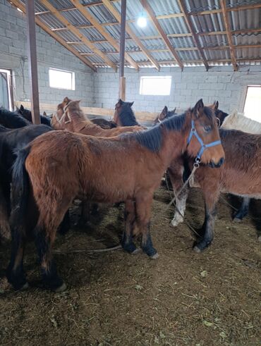 Лошади, кони: Продаю | Жеребенок | Для разведения | Племенные — 3