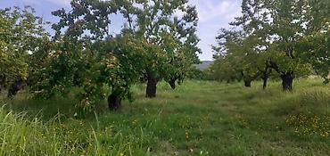 palma agac: 🌳 SATILIR — QUBA-BAKI YOLUNUN ÜSTÜNDƏ ƏRIK BAĞI! 📍 Quba rayonu — 4