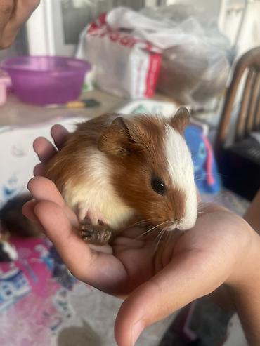 deniz donuzcugu: Deniz donuzcugu ( morskaya svinka) (guinea pig) - Növ: Kobay (guinea — 2