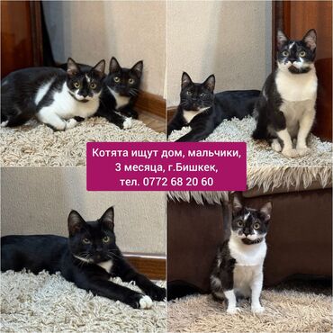 ищу котенка в хорошие руки: Кошка даром: Беспородная, 3 месяца, Мальчик, Приучена к лотку