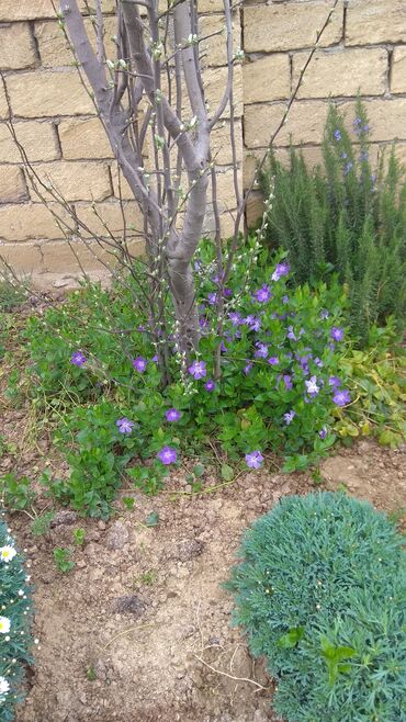 Toxumlar: Həyət gülleri. 90növ çesid var! — 7