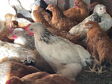 Cücələr: ŞƏKİ DAXİLİNDƏ çatdırılma mümkündür Yetişmiş heyvanlardır. Çəkisi — 7
