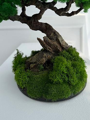 Декоративные цветы: Мини-дерево Бонсай из живого стабилизированного мха 🌿 ✅Цены указаны — 11
