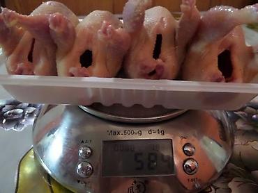 дикий перепел: Мясо перепёлки, качество отличное есть большие объемы. Оптом и в — 1