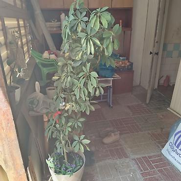 diffenbaxiya bitkisi: Bitki: Şeflera (Schefflera arboricola, “cəngəl çətiri”) Tip: Otaq — 2