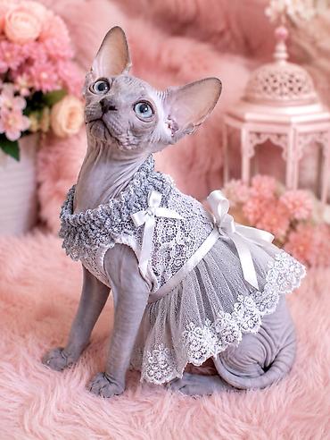 Животные: Сфинкс, Самка, Самовывоз — 4