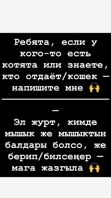 токмок кошка: 2 айлык, Эркек — 1