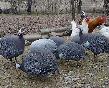 buğda qiyməti: Firəng quşlarının mayalı yumurtası satılır.Bir ədədinin qiyməti 0.80 — 2