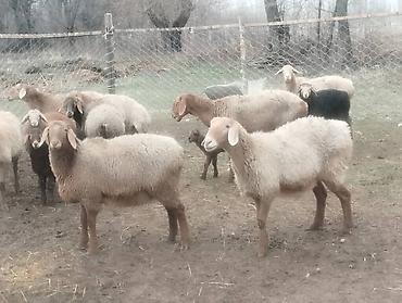 Баран, овца: Продаю | Баран (самец) | Арашан — 11