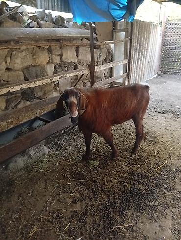 Erkək, il: 2, Damazlıq, Ünvandan götürmə