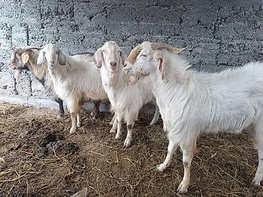 Козы, козлы: Продаю | Коза (самка) | Полукровка, Зааненская, Нубийская | Для разведения — 10