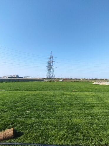 Süni qazon: Rulon qazon - Peşəkar qazon plantasiyasından kəsilib rulon halında — 4