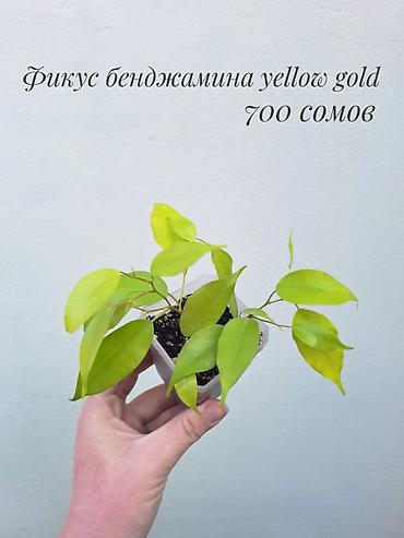 саженцы инжир: 🪴 Фикусы разных сортов в продаже. 🌿 Названия сортов и цены указаны на — 6