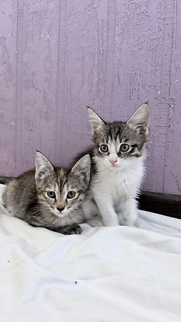 котята скоттиш страйт: Кошка даром: Беспородная, 2 месяца, Девочка — 1
