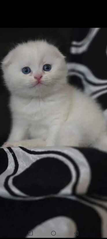 Pişiklər: Şotland, Erkək, Cütləşmə üçün, Ödənişli çatdırılma -da lalafo.az — 7 Pişiklər: Şotland, Erkək, Cütləşmə üçün, Ödənişli çatdırılma — 7