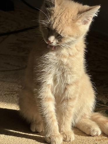 кошка шотланская: Кошка даром: Беспородная, 2 месяца, Мальчик, Проглистована — 1