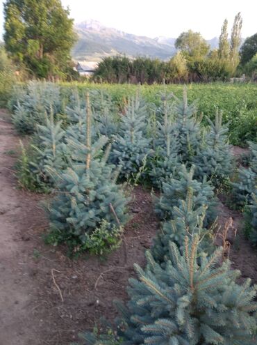 Декоративные деревья: Саженцы деревьев: Ели, Бесплатная доставка — 21