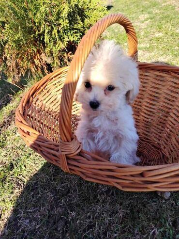 Psi: Bišon pudla štenci Štenci bi-pu, kombinacija bišon-pudla, stari 2 — 6