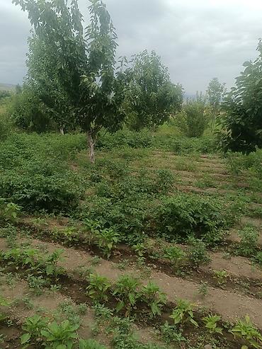 кашары сарай: 4 болмолуу ЧООН Уй сатылат.Участок чон, 30 соток.Мал бакканга — 10