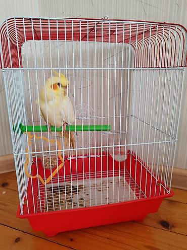 какаду: Nərgiz kakadu (cockatiel) və qəfəs dəsti - Quş: Açıq sarı rəngdə — 1