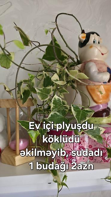 otaq gulu: Ev üçün sarmaşıq (plyuş) – variegat yarpaqlı dekorativ asma bitki. - — 1