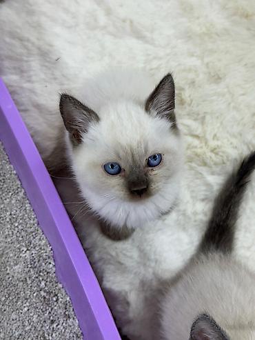 Pişiklər: Siam — 8