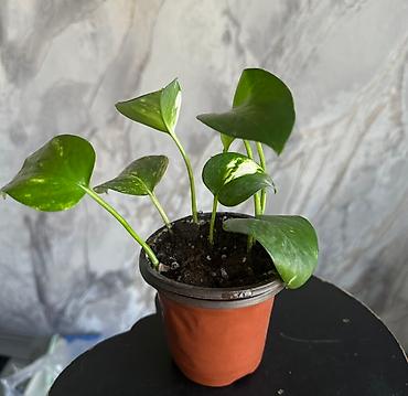 плющ комнатный: Эпипремнум ( pothos ) в горшке - Компактный лианоподобный комнатный — 1