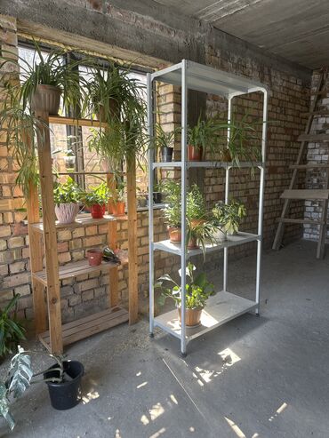 детский качели для новорожденных: Китайская Роза 150. Китайская Роза Большая 1500 Шефлера 250 шафлера